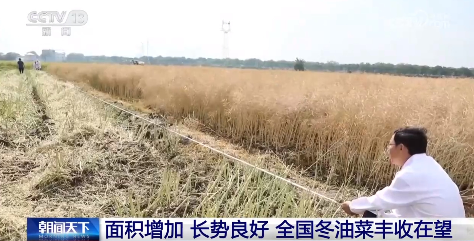 丰收在望！今年我国冬油菜面积1.1亿亩 连续7年增加