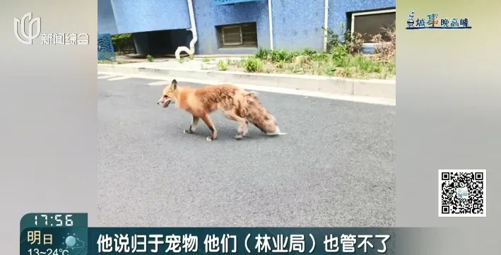 上海某小区惊现狐狸，居民人心惶惶，最新消息：已确认其死亡