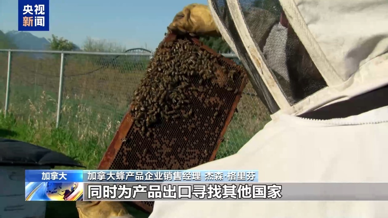 为应对美关税 加拿大养蜂企业开拓美国之外其他市场 为应对美关税 加拿大养蜂企业开拓美国之外其他市场