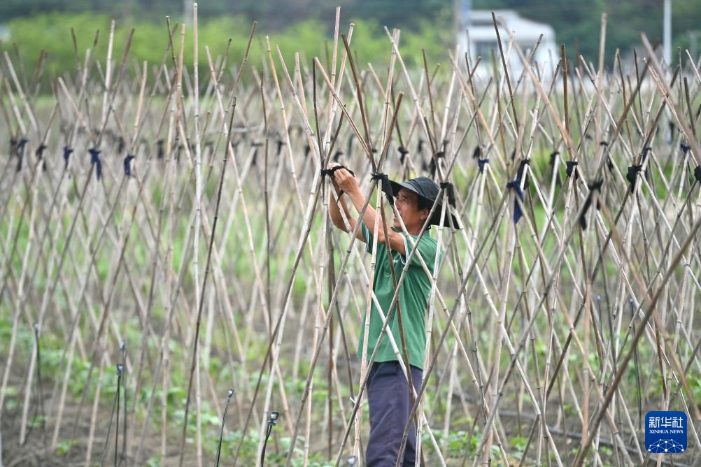 广西柳州：雨水渐多春耕忙