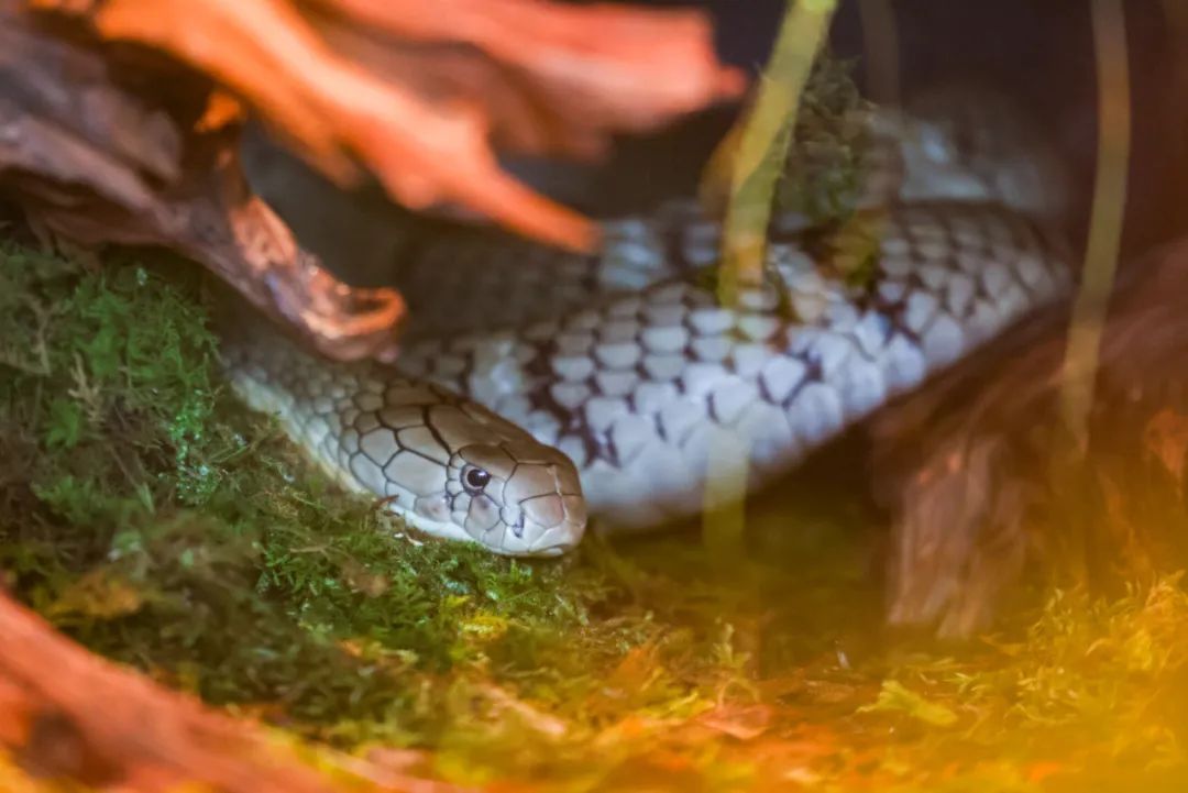 五一必冲,北京动物园“上新”!国家一级保护动物亮相→ 五一必冲,北京动物园“上新”!国家一级保护动物亮相→