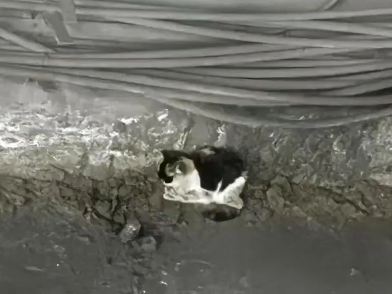 地铁6号线被困小猫获救了！网友起名：“小常营”