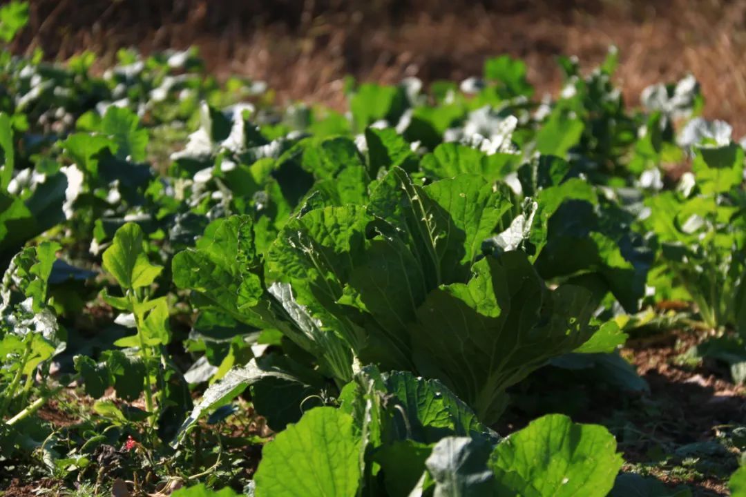 吃对了能帮身体抗炎！营养师提醒：多吃这个“抗炎彩虹组合”