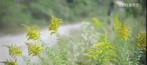 《念无双》剧中出现加拿大一枝黄花!取景地回应:已大面积铲除 《念无双》剧中出现加拿大一枝黄花!取景地回应:已大面积铲除