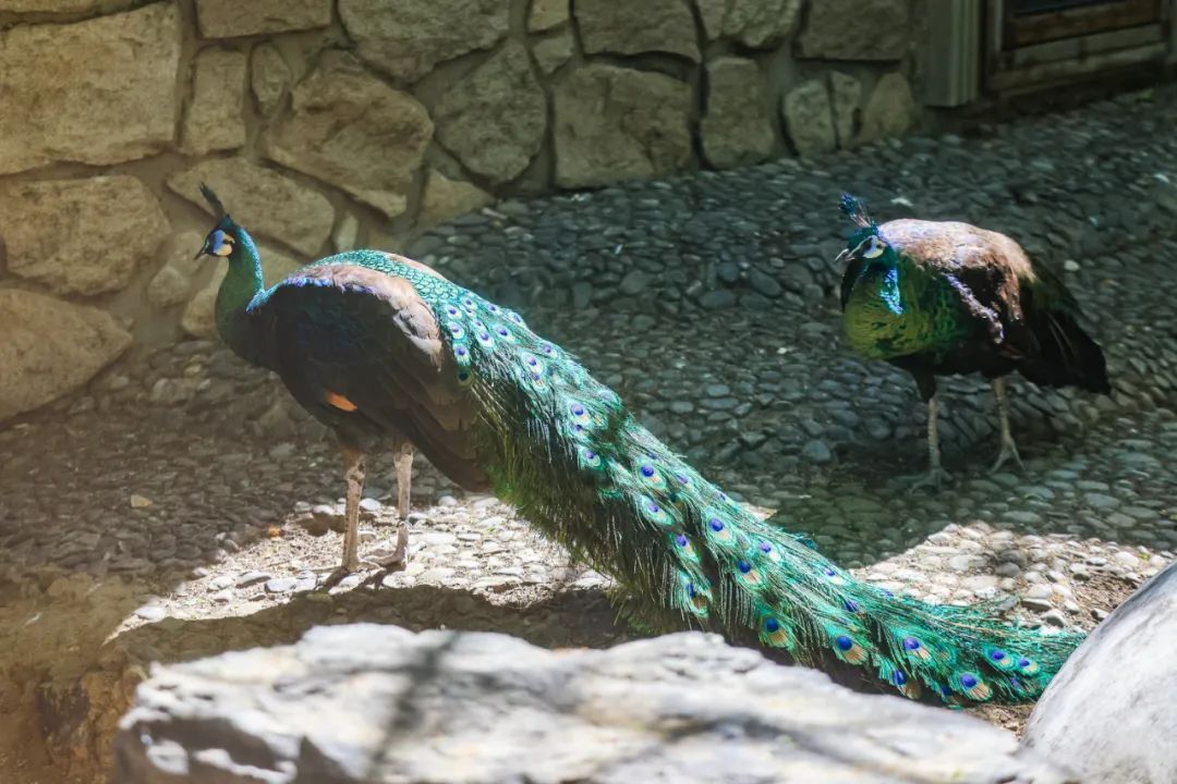 五一必冲,北京动物园“上新”!国家一级保护动物亮相→ 五一必冲,北京动物园“上新”!国家一级保护动物亮相→