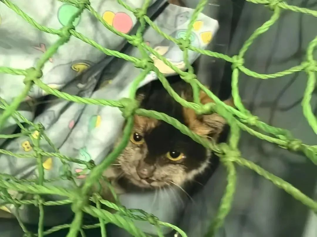 地铁6号线被困小猫获救了！网友起名：“小常营”