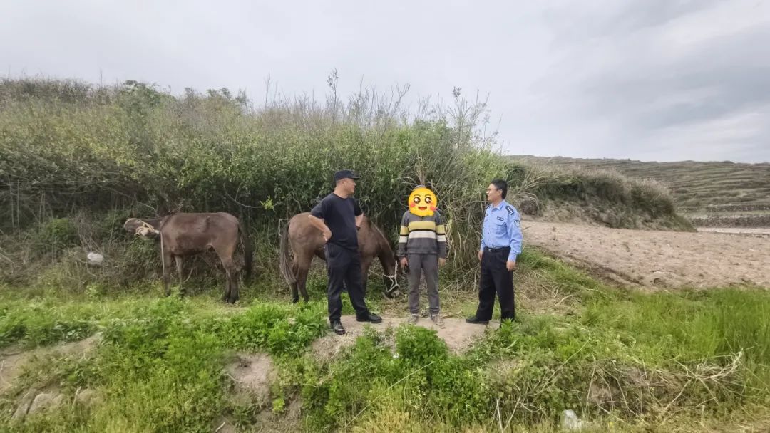 警民携手烈日寻驴 三头“出走”毛驴终回家 警民携手烈日寻驴 三头“出走”毛驴终回家