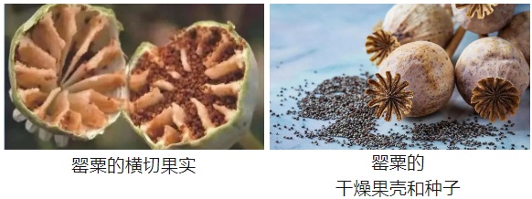 种了这种花,张某被行拘! 种了这种花,张某被行拘!