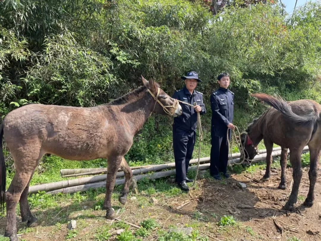 警民携手烈日寻驴 三头“出走”毛驴终回家 警民携手烈日寻驴 三头“出走”毛驴终回家