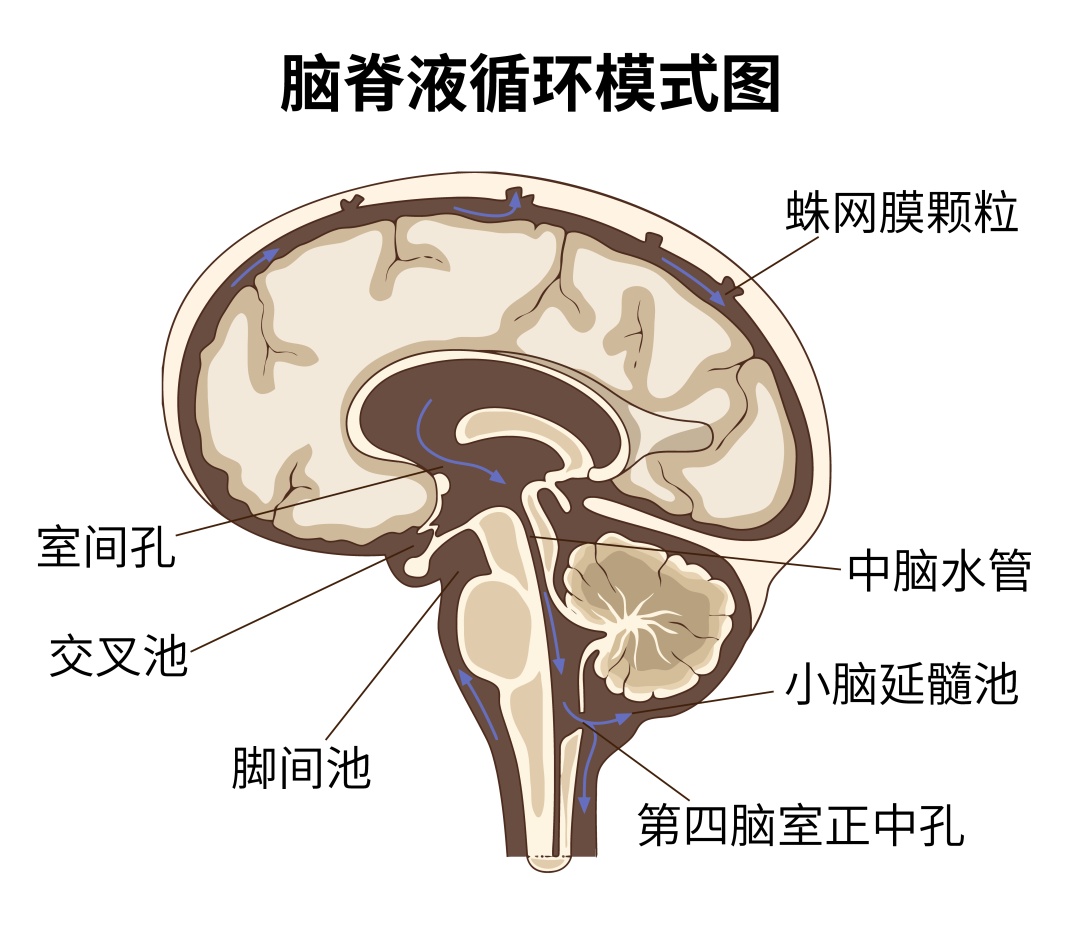 一个急刹车32岁男子脑子“漏水”了!太危险,这类人群当心→ 一个急刹车32岁男子脑子“漏水”了!太危险,这类人群当心→