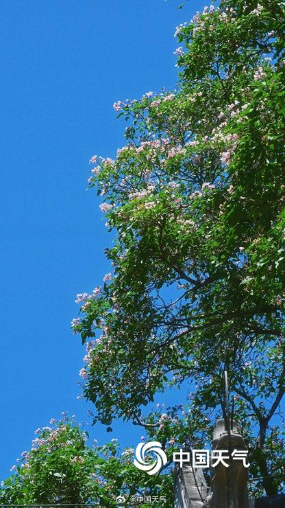 颐和园古楸树开花