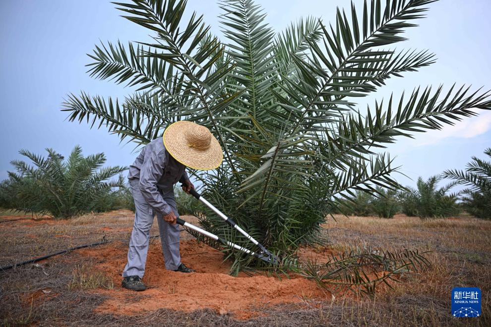 阿联酋椰枣在海南文昌结果