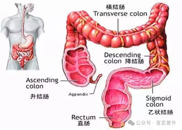 都说臭屁，可是有个屁却是“香香”的