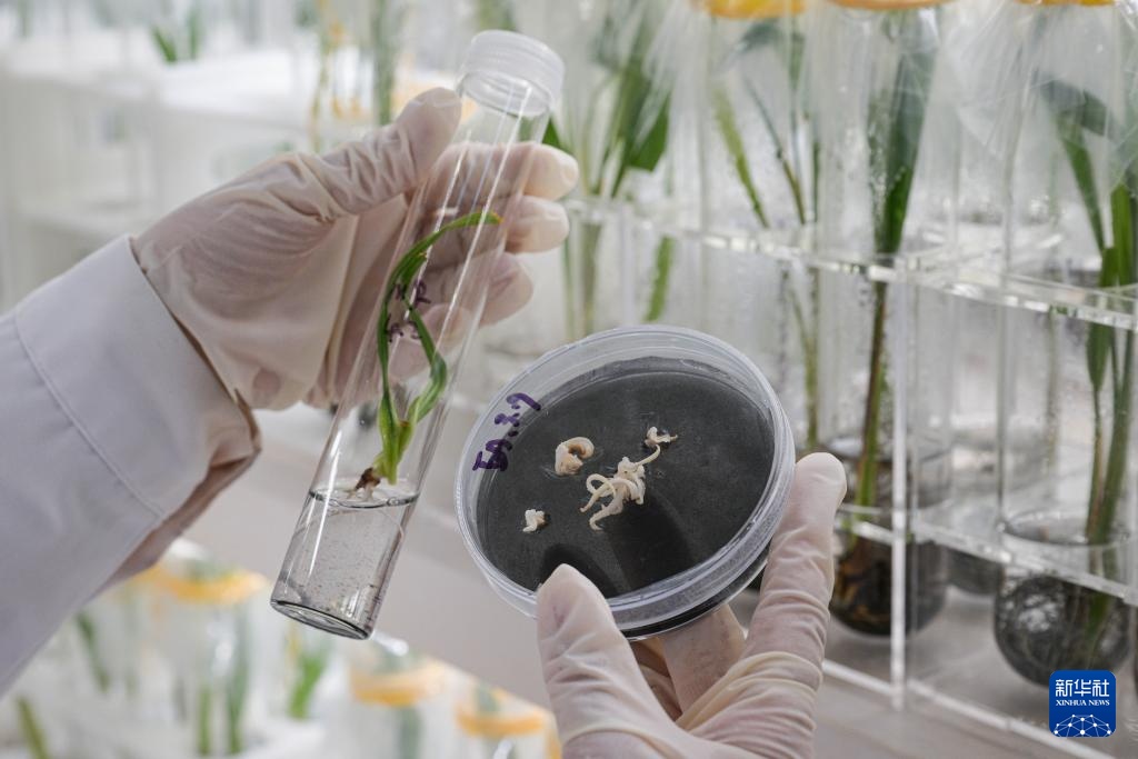 阿联酋椰枣在海南文昌结果