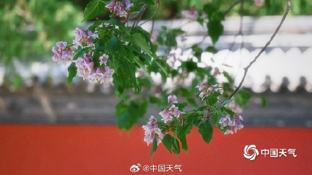 颐和园古楸树开花