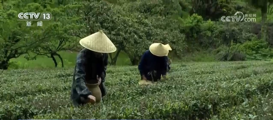 “颜值”变“产值” “赏花游”助推文旅经济“春色满园”