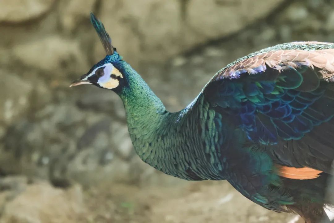 五一必冲,北京动物园“上新”!国家一级保护动物亮相→ 五一必冲,北京动物园“上新”!国家一级保护动物亮相→