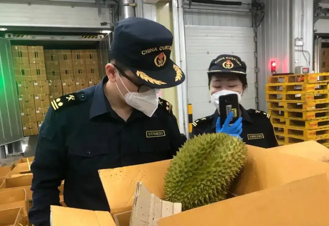 榴莲，50多吨，到啦！