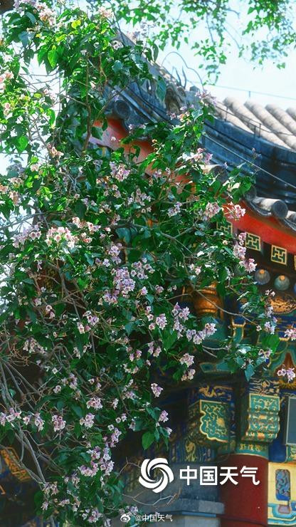 颐和园古楸树开花