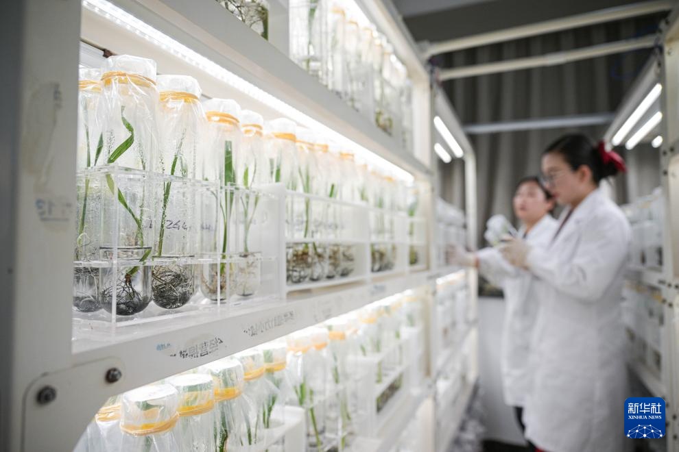 阿联酋椰枣在海南文昌结果