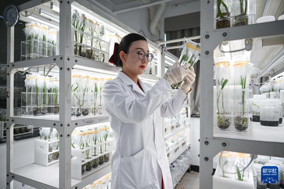 阿联酋椰枣在海南文昌结果