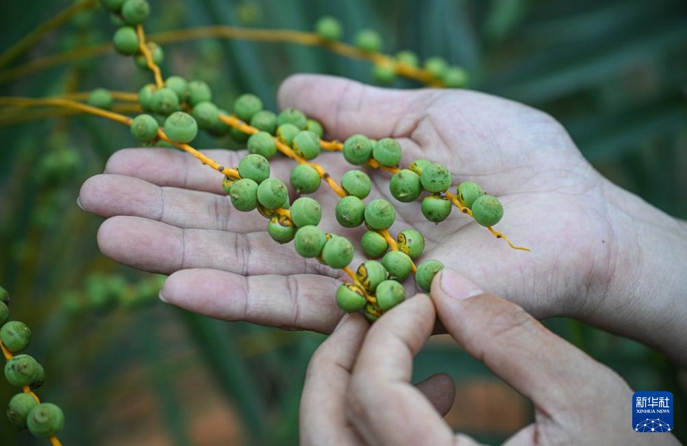 阿联酋椰枣在海南文昌结果
