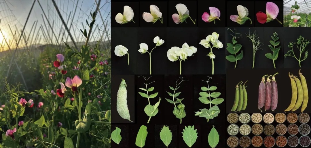 困扰学界百年！成功破解