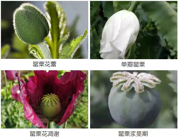 种了这种花,张某被行拘! 种了这种花,张某被行拘!