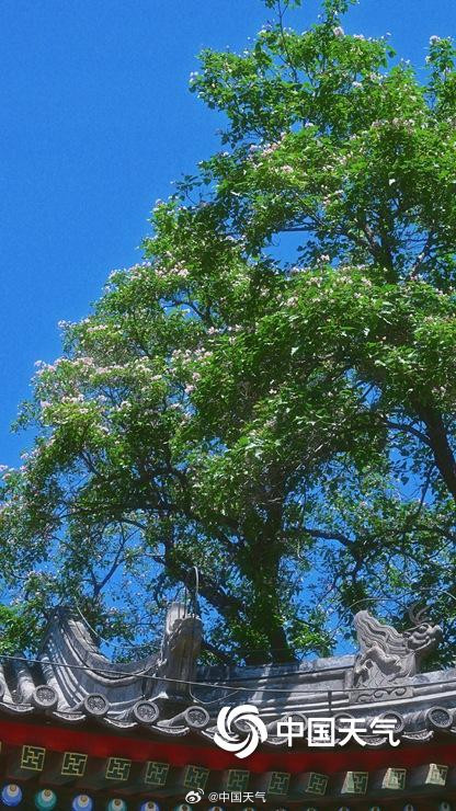 颐和园古楸树开花
