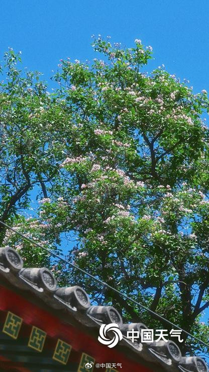 颐和园古楸树开花