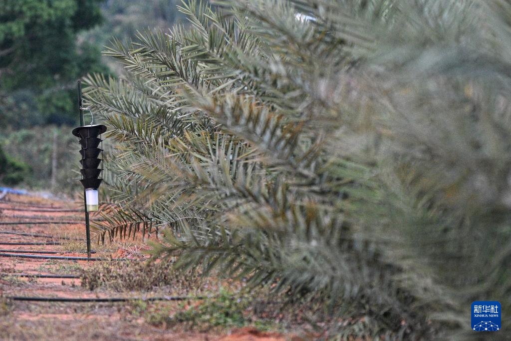 阿联酋椰枣在海南文昌结果