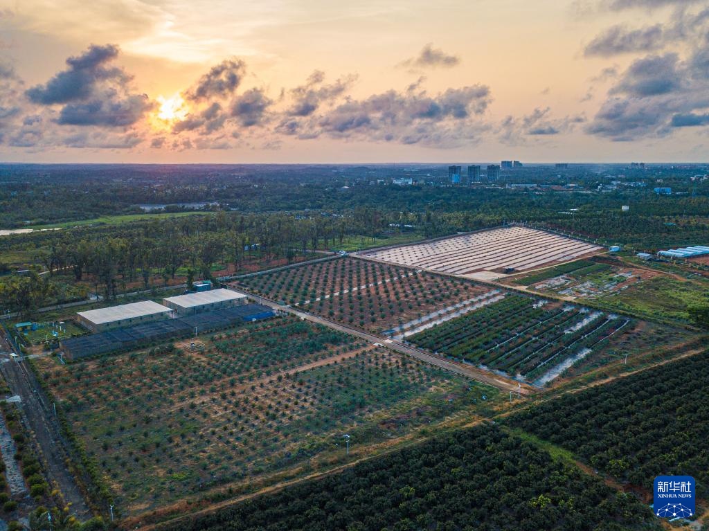 阿联酋椰枣在海南文昌结果