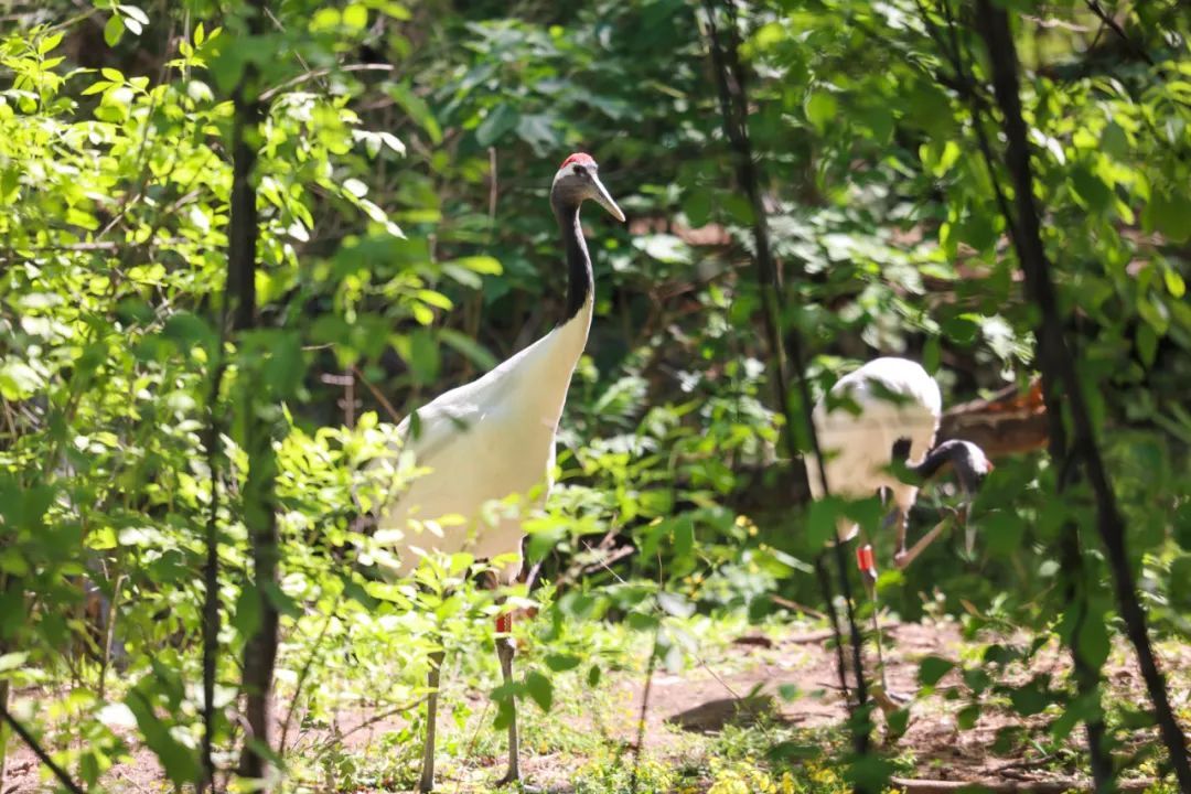 五一必冲,北京动物园“上新”!国家一级保护动物亮相→ 五一必冲,北京动物园“上新”!国家一级保护动物亮相→