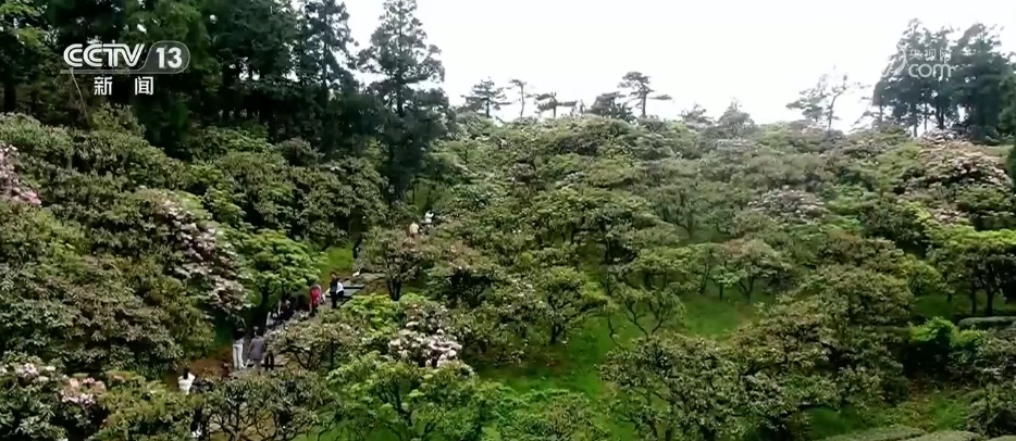 “颜值”变“产值” “赏花游”助推文旅经济“春色满园”