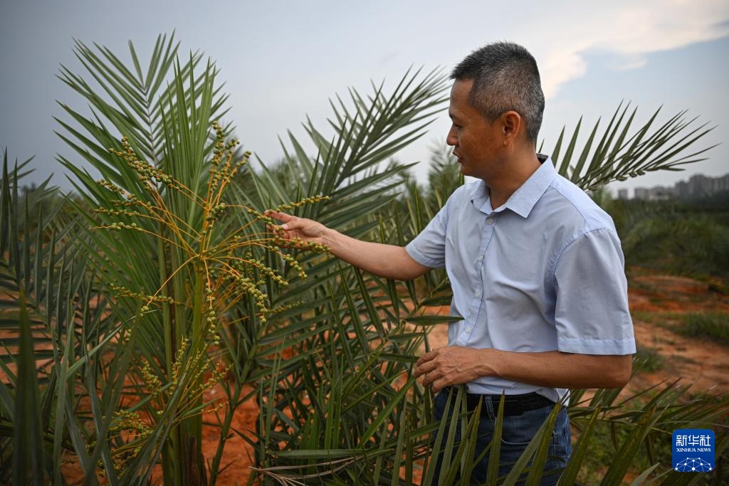 阿联酋椰枣在海南文昌结果