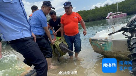 亚龙湾海豚受伤搁浅 警民携手救助