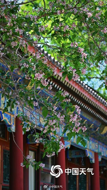 颐和园古楸树开花