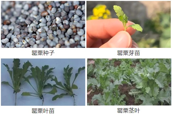 种了这种花,张某被行拘! 种了这种花,张某被行拘!