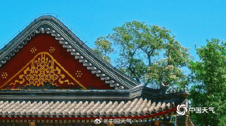 颐和园古楸树开花