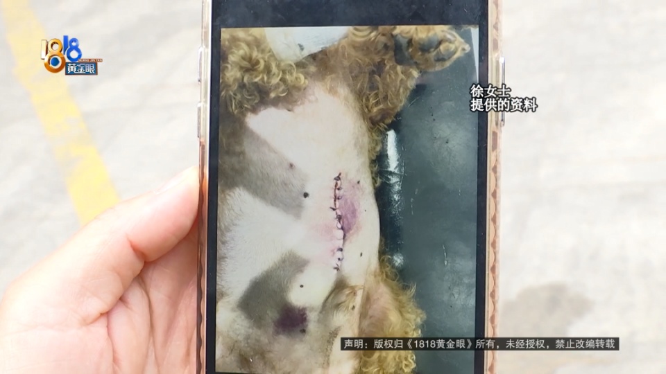 医院说是胃炎，后来是肠梗阻，宠主：我七天七夜没有睡
