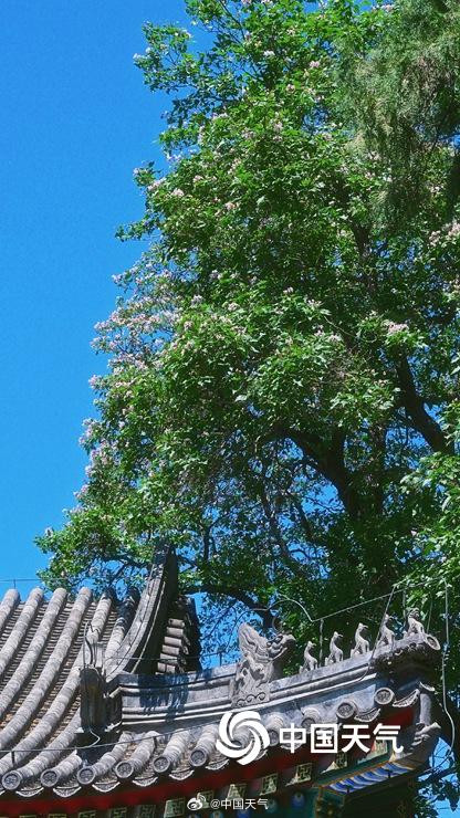 颐和园古楸树开花