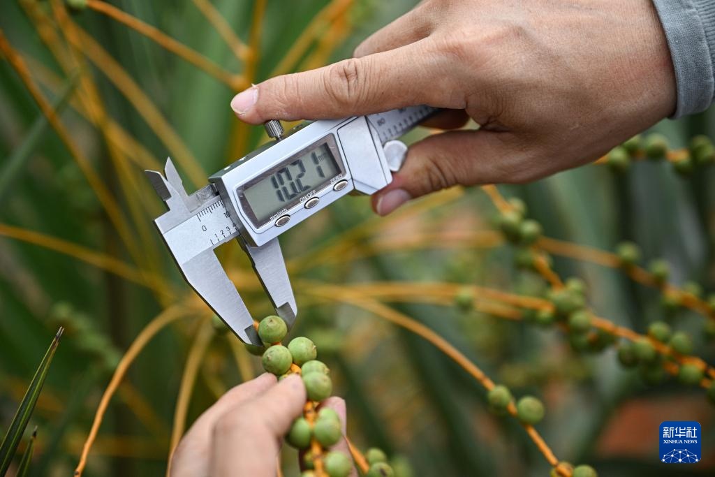 阿联酋椰枣在海南文昌结果