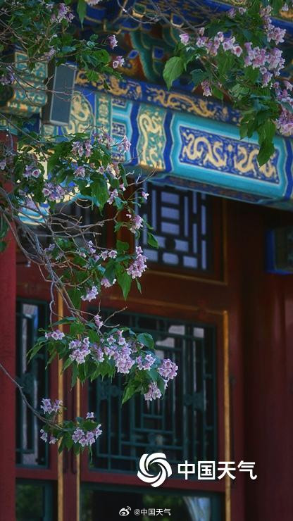 颐和园古楸树开花