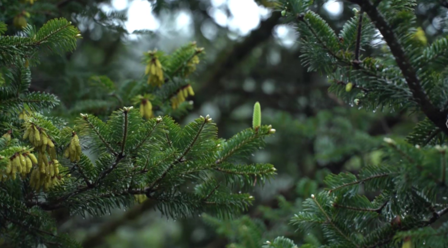“植物活化石”百山祖冷杉迎来盛花期