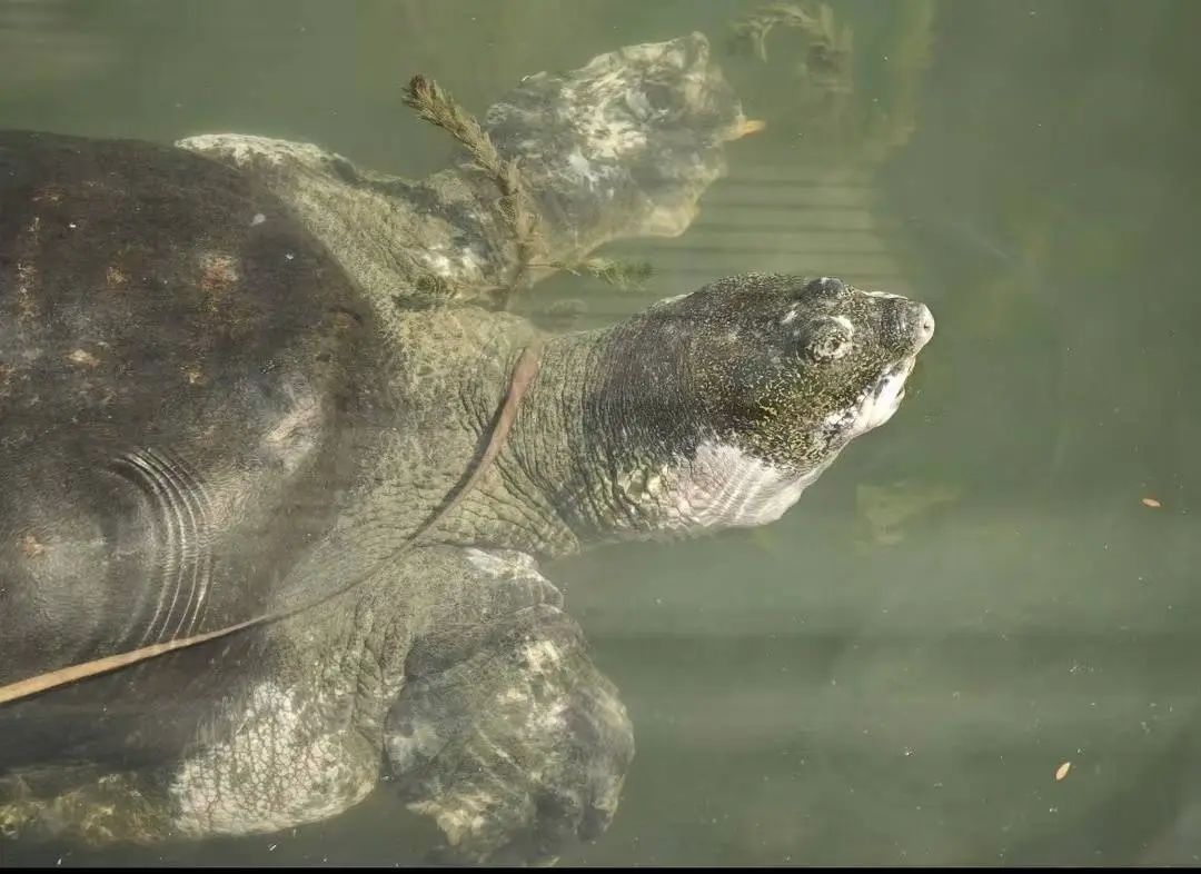 国内仅存1只,全球才3只!它比大熊猫更濒危 国内仅存1只,全球才3只!它比大熊猫更濒危