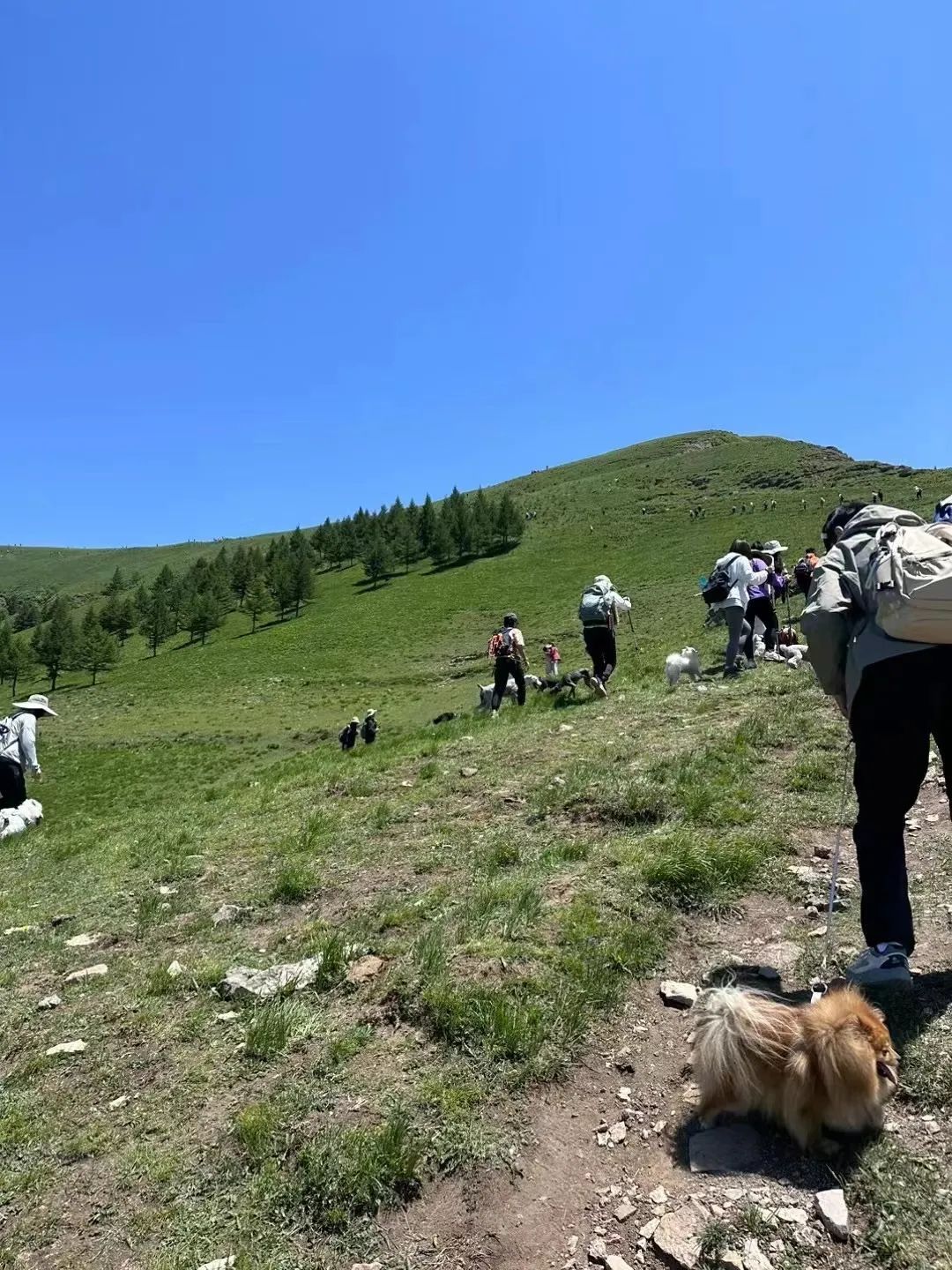 每天走多少步才最养生?多数人都做错了,这个区间才是黄金标准! 每天走多少步才最养生?多数人都做错了,这个区间才是黄金标准!