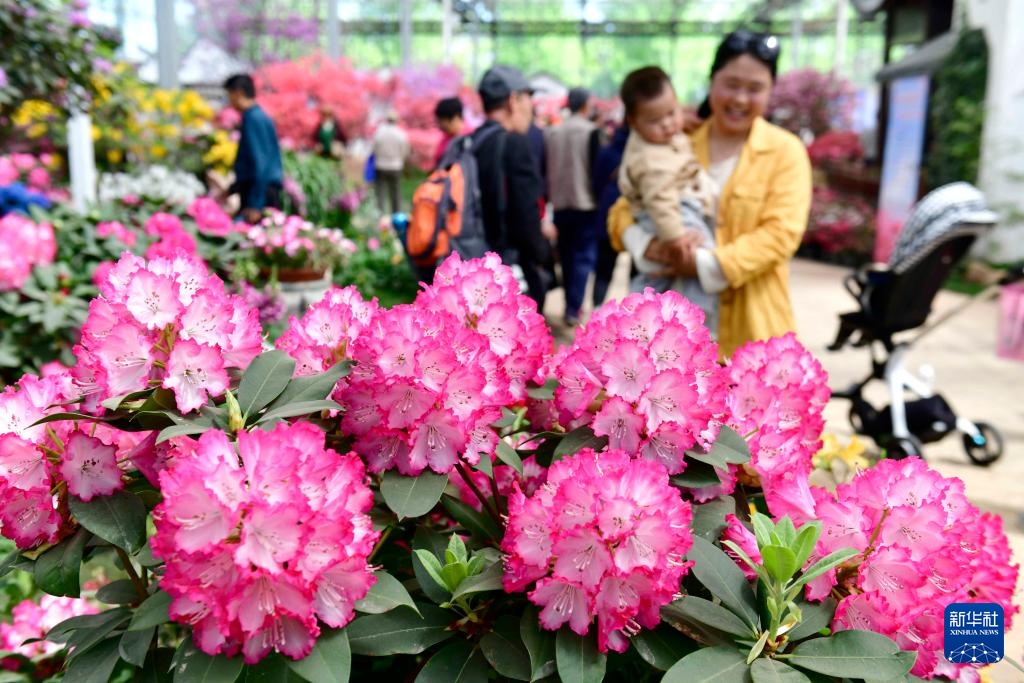 山东日照：杜鹃花开引客来