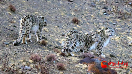 祁连山雪豹“兄妹团”萌态亮相 解锁生态新图景