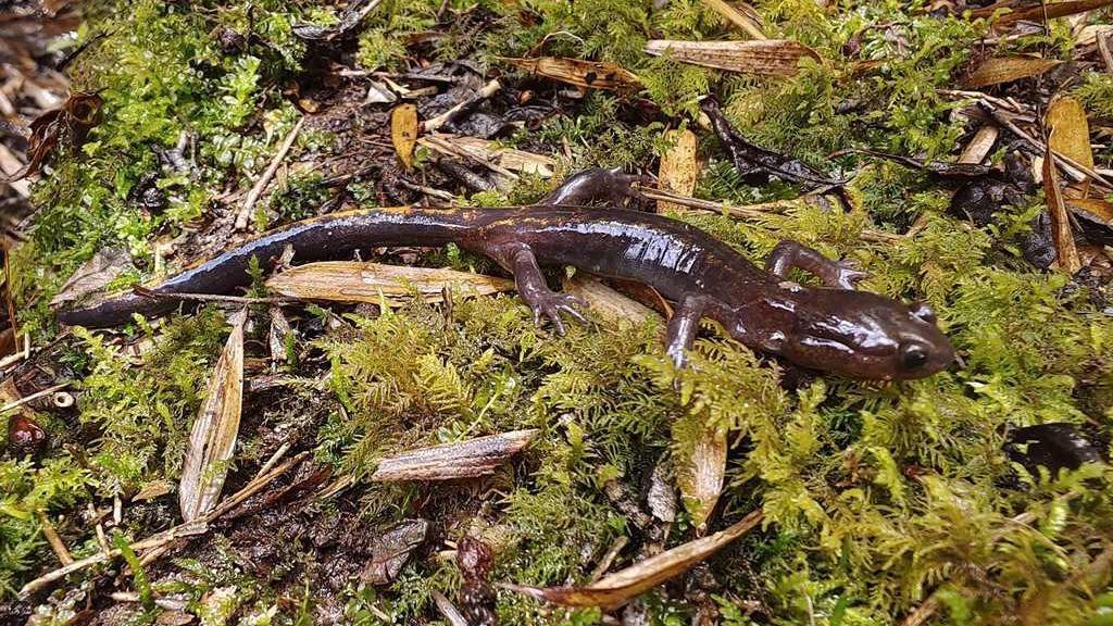 四川凉山州越西县发现普雄原鲵及珍贵卵带