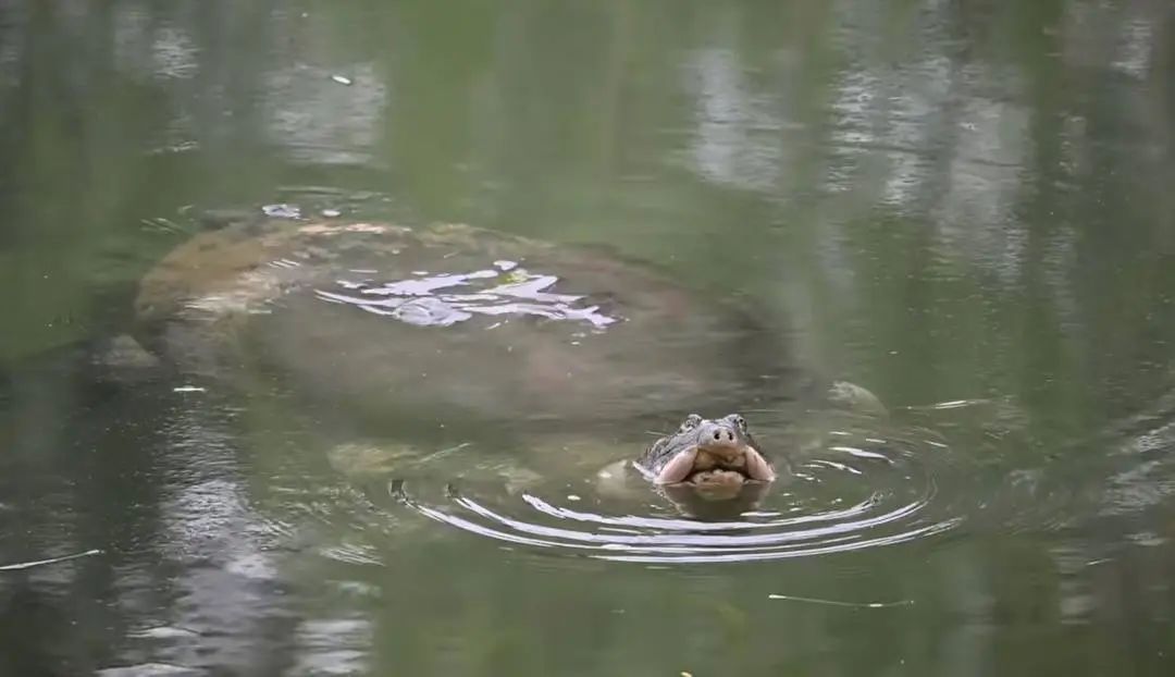 国内仅存1只,全球才3只!它比大熊猫更濒危 国内仅存1只,全球才3只!它比大熊猫更濒危